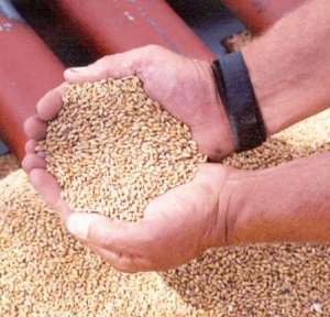 Rusia stabileşte cota sa de export la cereale la 20 milioane tone metrice