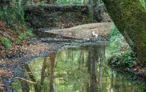 Garda de Mediu: "Protecţia mediului începe prin prevenţie şi educaţie"