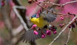 Human-made noise, a major threat to birds