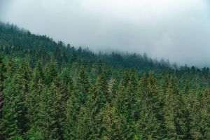 Opt persoane şi-au depus dosarele pentru concursul de director general al Romsilva 