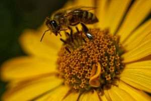 ”Eternal pollutants” reach honey: Study warns of risks to bees and food security