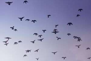 Report: More and more migratory species at risk of extinction