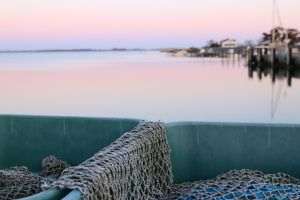 Poliţia de Frontieră: Şase sturioni, cinci delfini şi un rechin, salvaţi din plase ilegale în Marea Neagră