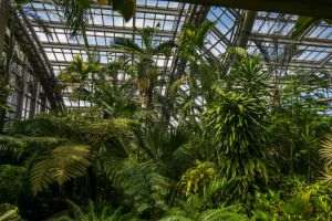 Studiu: Plantele se pot hrăni direct din praful atmosferic