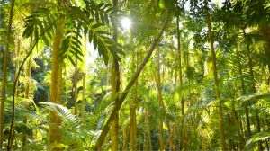 Pădurile tropicale pierd teren mai lent, dar planeta rămâne departe de ţinta propusă