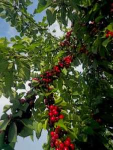 Domeniile Ostrov estimează o producţie de peste 500 de tone de cireşe în 2026