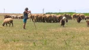 Focar de variolă ovină şi caprină, confirmat într-o exploataţie din judeţul Buzău