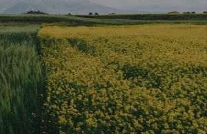 Se înfiinţează Programul naţional „Viaţa la ţară” pentru promovarea patrimoniului rural prin gospodării ţărăneşti