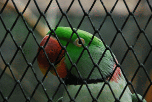 Grădina Zoologică Bucureşti a luat fiinţă în anul 1955 sub forma unui serviciu al Secţiunii Gospodăriei Comunale din cadrul Sfatului Popular al Capitalei.La acea dată, mici efective de animale erau răspândite în parcurile Cişmigiu, Carol I, Herăstrău şi în Pădurea Băneasa. Între anii 1955-1959 are loc o concentrare progresivă a animalelor în cadrul Colţului Zoologic Băneasa, unde la 1 mai 1959 s-a deschis primul sezon de vizitare.Grădina zoologică are o suprafaţă totală de 5,85 ha.