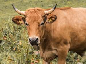 Tanczos Barna: Sprijin financiar pentru crescătorii de suine şi bovine