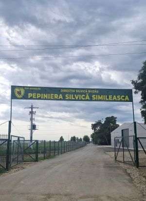 Buzăul - viitor pol naţional pentru producţia de puieţi de stejar, după o investiţie prin PNRR