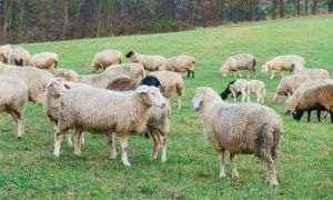 Sheep wool used to protect glaciers