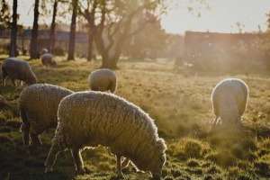MADR: Demersuri la Bruxelles pentru deblocarea exporturilor de ovine
