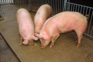 Sursa oficială a fotografiei - USDA ARS