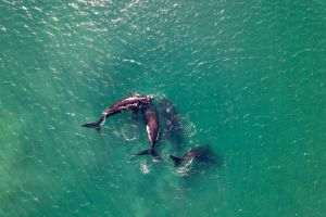 Islanda - posibil să interzică definitiv vânătoarea de balene 