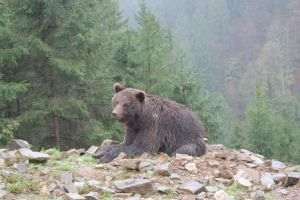 Raportul Planeta Vie 2026 al WWF: Populaţiile de animale sălbatice au scăzut în medie cu 73%. De ce oamenii de ştiinţă cred că nu este prea târziu 
