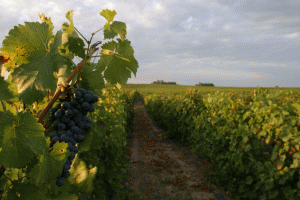 Viile replantate ale "Murfatlar".
