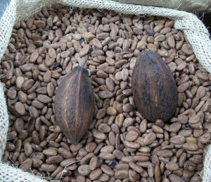 În anul agricol curent, piaţa boabelor de cacao va fi lovită de deficit.