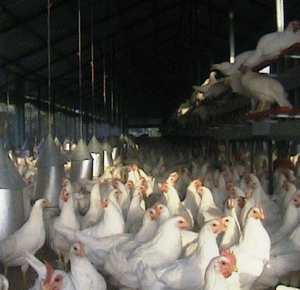 AVAS încearcă, din nou, să vândă acţiunile pe care le deţine la "Avicola" Iaşi