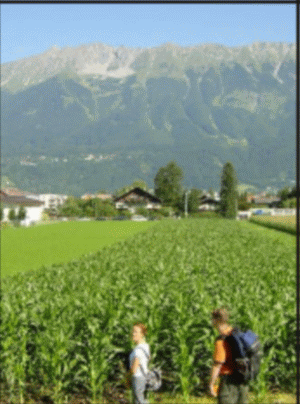 Greenpeace : Porumbul modificat genetic nu poate fi cultivat legal în România, în 2007