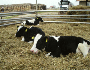"Agricover" intră pe segmentul zootehnic prin "Agricover Vet"
