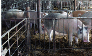 Criza ar putea opri declinul industriei cărnii de porc