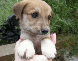 Campanie pentru adopţia animalelor fără stăpân, iniţiată de Primarul Sectorului 4