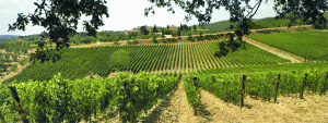 Suntem singurii care atragem toate fondurile europene pentru viticultură 