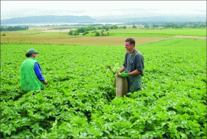Gheorghe Predilă: "Agricultura este Cenuşăreasa economiei naţionale"