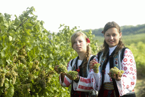 Viile sunt culese în perioade diferite, în funcţie de zonele viticole şi tipul de vin care va fi obţinut din podgoriile respective. Astfel, dacă la "Cotnari" culesul este în toi, "Murfatlar" începe să culeagă viile din această săptămână, iar "Jidvei", care are plantaţiile la foarte mare altitudine, va începe culesul viilor la sfârşitul lunii septembrie, în prezent strugurii aflându-se în plin proces de maturare, acumulând zaharuri. 