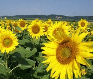 MADR: Producţia de floarea soarelui - în creştere cu 32%