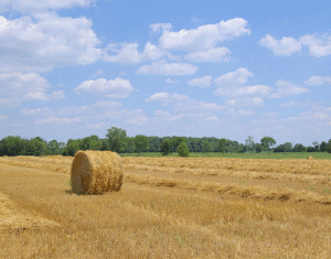 Rădulescu: Nu vom avea agricultură performantă mai devreme de 2020