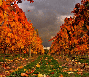The first "Frâncuşă" of Cotnari of the year 2010 leaves the winemaker"s barrels