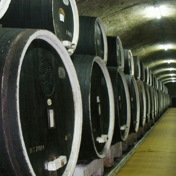 Crama pentru Casa de Vinuri Cotnari, finalizată în toamna lui 2013
