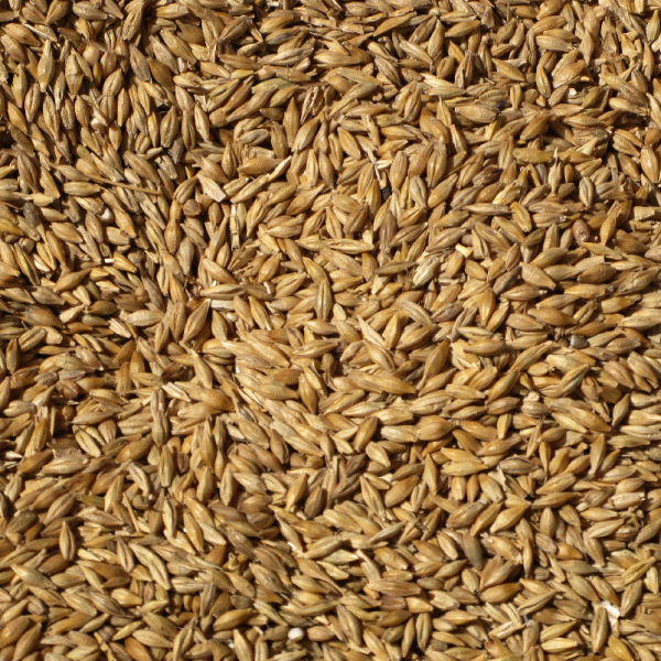 Recolta mondială de cereale, care include grâul şi porumbul, va spori cu 7,2% în anul agricol viitor, la 2,406 miliarde tone, potrivit casei de comerţ "Alfred C. Toepfer International" GmbH.
