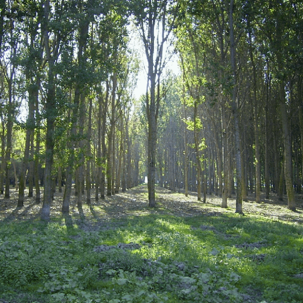 Suprafaţa împădurită a statului a scăzut cu 3 milioane hectare, între 1990 şi 2012