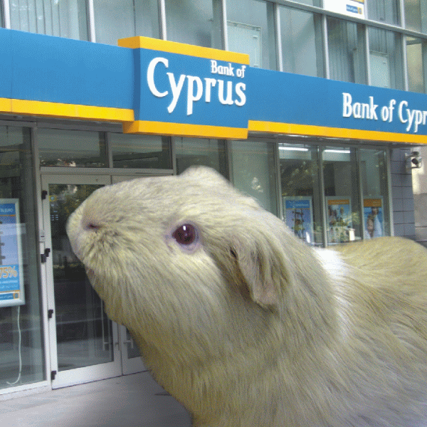 The Cypriot Guinea pig breeding in Romania