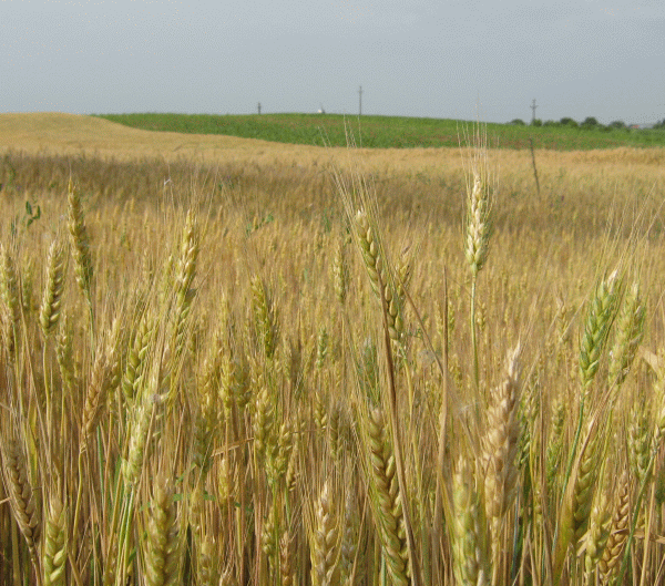 Cotaţiile mărfurilor agricole, în declin semnificativ