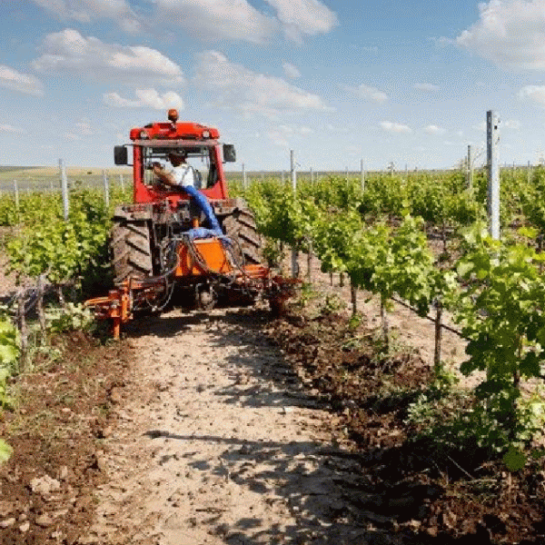INS: Producţia agricolă în 2012, în scădere cu o cincime faţă de 2011