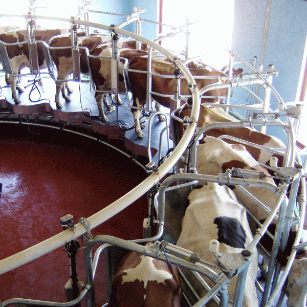 Producţia de lapte brut scade, cea de brânzeturi şi lactate creşte