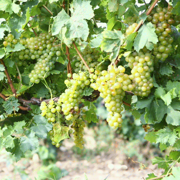 ONIV: Producţia naţională de struguri, cu până la 25% mai mare