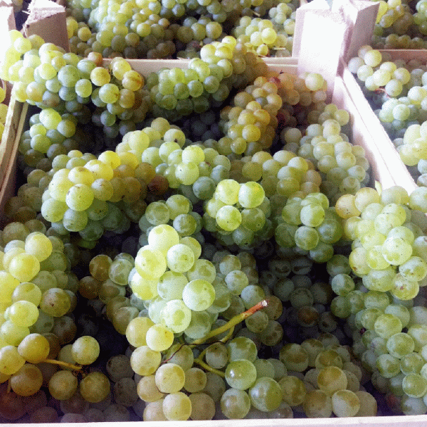Domeniile Ostrov vor produce peste 9 milioane de litri de vin