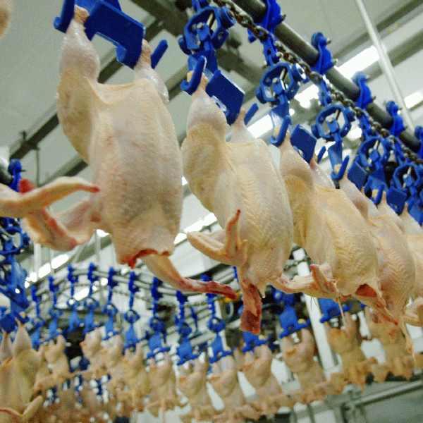 "Scandalul Salmonella a dus la scăderea vânzărilor din sectorul avicol cu 20%"