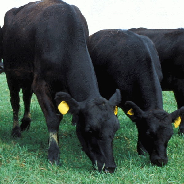 Vita de carne câştigă teren în faţa Bălţatei autohtone 