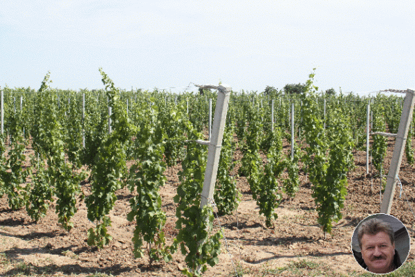 Crama Avereşti investeşte 4,5 milioane euro în replantare şi lansarea unor vinuri noi