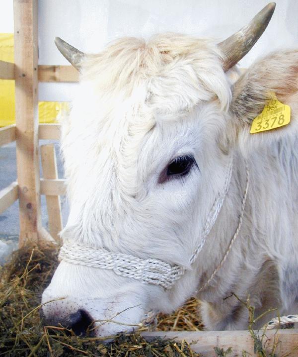 Rusia a interzis importul de bovine şi carne de vită din România