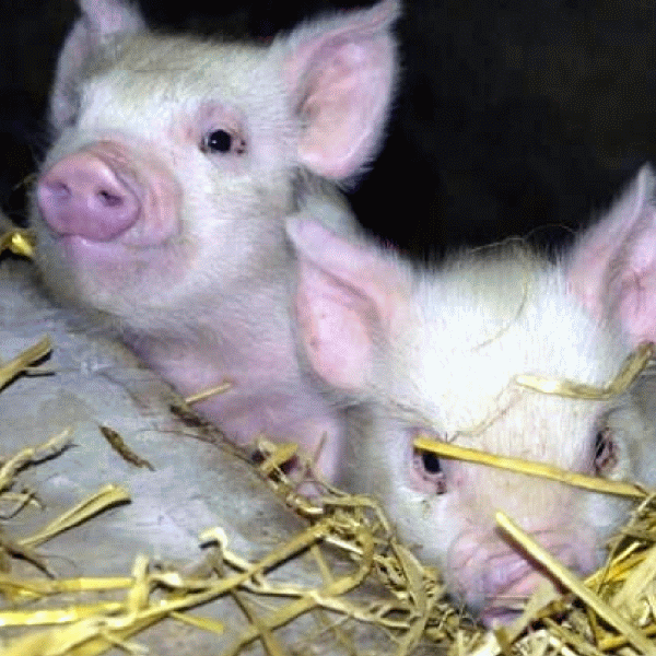 Afacerea cu porci a lui Gheorghe Caruz, scoasă la licitaţie pentru 6 milioane de euro