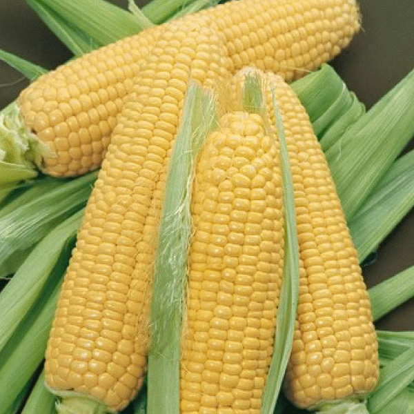 Administraţia americană preconizează că agricultorii din SUA îşi vor majora cu 4,1% randamentele din culturile de porumb.
