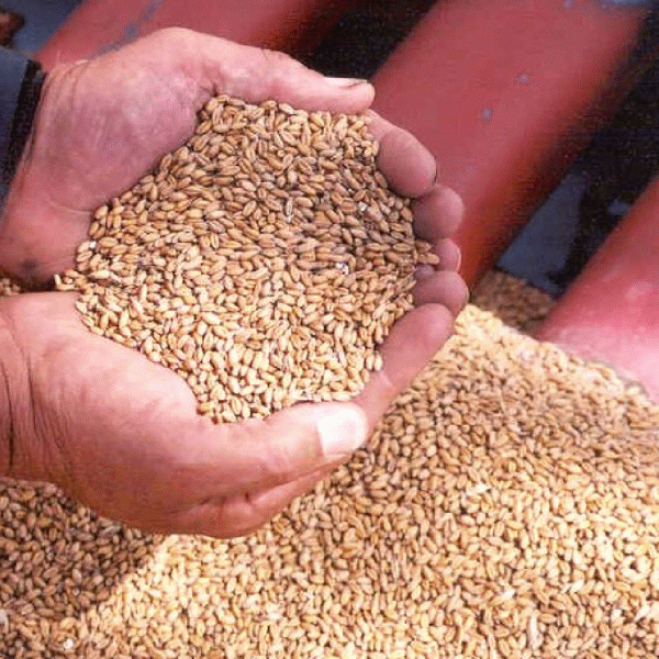 BRM: "Micii fermieri vor trebui să vândă 15-20% din producţia de cereale"