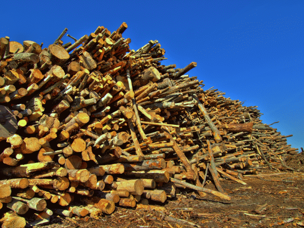 Amplu control la compania Holzindustrie Schweighofer
